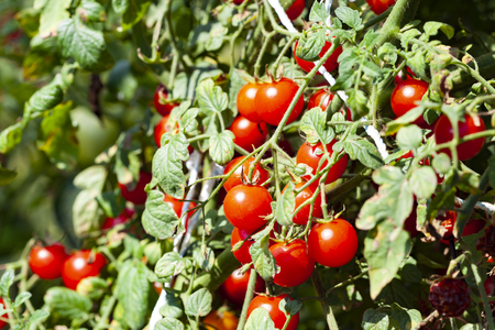 Sweet REd Cherry Tomatoes on a Plant in Organic Farmの写真素材