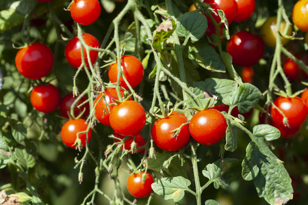 Red Sweet Tasty Organic Cherry Tomatoes Plant Farmingの写真素材