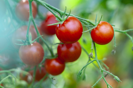 Tasty Sweet Red Cherry Tomatoes Growth Closeupの写真素材