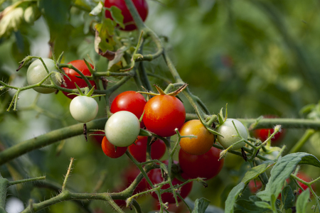 Red and Green Cherry Tomatoes close-up on a plantの写真素材