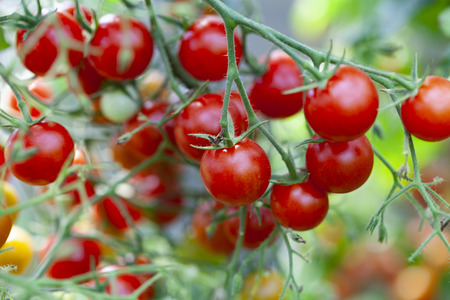 Red Sweet Cherry Tomatoes on Green Plantの写真素材