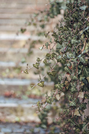 Green ivy leaves on the stairs in the park. Selective focus.の写真素材