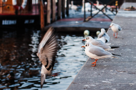Seagulls on the quay in Prague, Czech Republicの写真素材