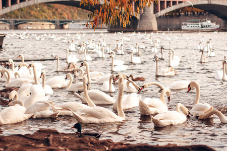 White swans swimming in the Vltava river in Prague, Czech Republicの写真素材