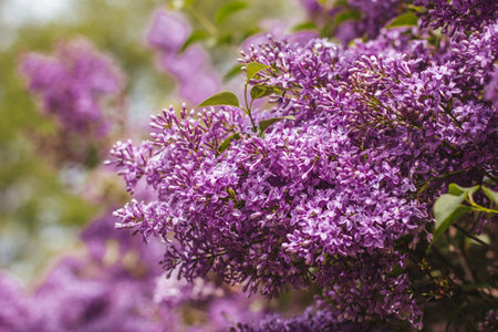 Purple lilac flowers bloom in the spring in the garden.の写真素材