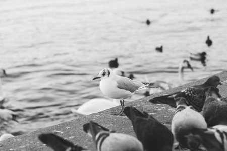 Black and white photo of a seagull on the waterfront.の写真素材