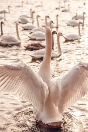 White swans on the lake in the morning. Swans on the lake.の写真素材