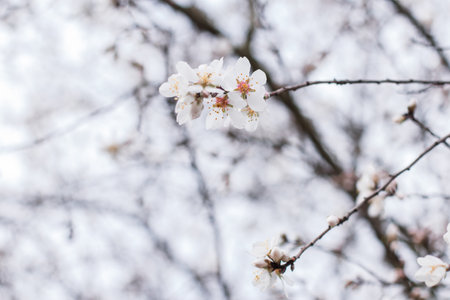 Cherry blossoms on a tree branch in spring. Blurred background.の写真素材