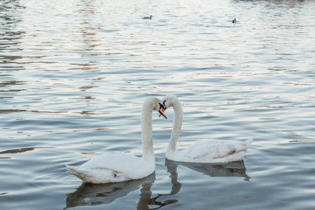 Two white swans swimming on the lake, close-up.の写真素材