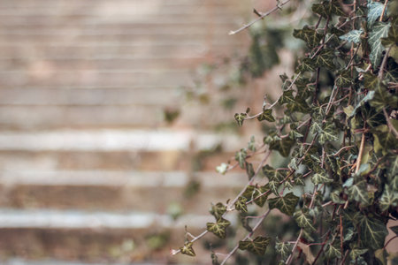 Ivy leaves on the stairs, vintage style, copy space.