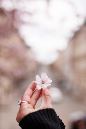 Hand holding the blooming flower with blooming trees background Petrin Pragueの写真素材
