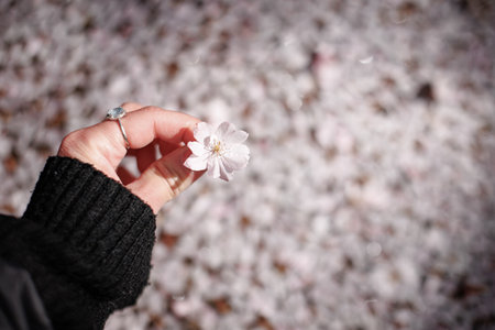 Hand holding the blooming flower with blooming trees background Petrin Pragueの写真素材