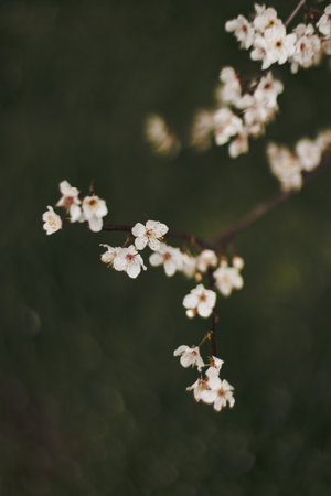 The beautiful spring flowers blooming in the garden in springの写真素材