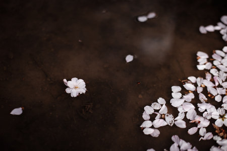 The beautiful spring flowers blooming in the garden in springの写真素材