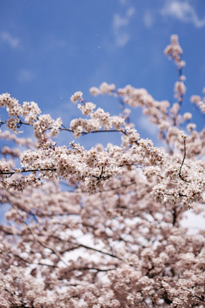 The beautiful spring flowers blooming in the garden in springの写真素材