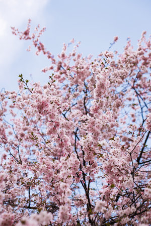The beautiful spring flowers blooming in the garden in springの写真素材