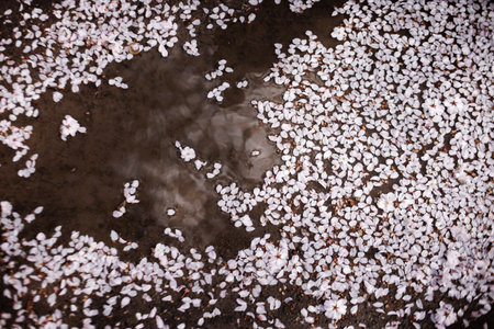 The beautiful spring flowers blooming in the garden in springの写真素材