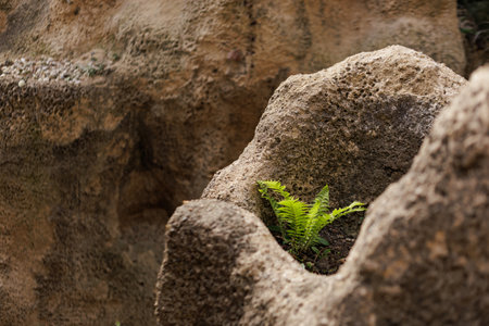 Plant growing in rockの写真素材