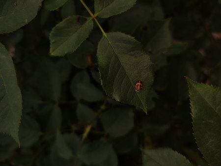 A ladybug resting on a leaf in a dark green garden. Vertical mobile photo. sstkverticalの写真素材