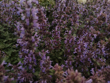 Blooming purple catnip flowers in a garden during summertimeの写真素材