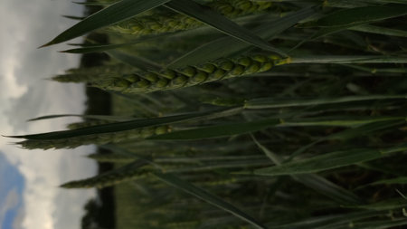 Green wheat growing in a field, illuminated by the sun and swaying in the breezeの写真素材