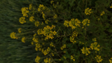 Small yellow flowers blooming on a plant in a field, with a blurred background of green grass