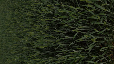Immature green wheat is growing densely in an agricultural field