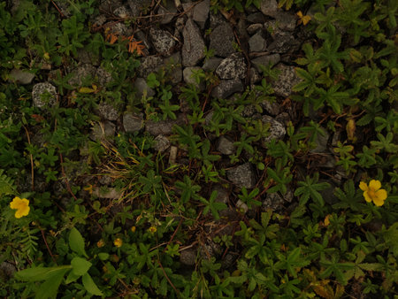 Two small yellow flowers growing on the edge of a sidewalkの写真素材