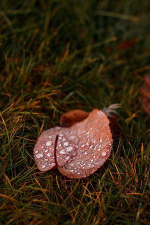 Single brown leaf laying on a bed of green grass with water droplets glistening on its surfaceの写真素材