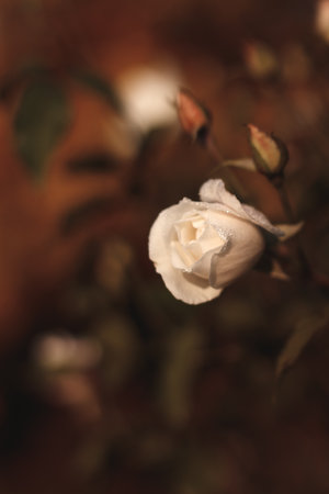 Single white rose with morning dew is blooming in a gardenの写真素材
