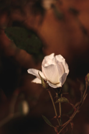 Single white rose with morning dew is blooming in a gardenの写真素材