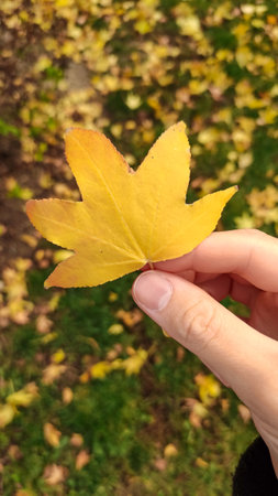 Woman is showing a yellow maple leaf over some leaves. Vertical mobile photo