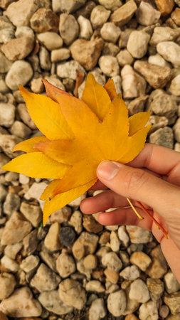 Woman is showing a yellow maple leaf over some rocks. Vertical mobile photo