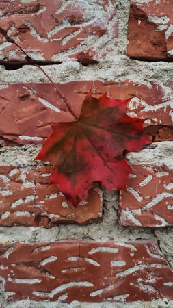 Single red maple leaf hanging on a weathered brick wall is bringing the colors of autumn. Vertical...