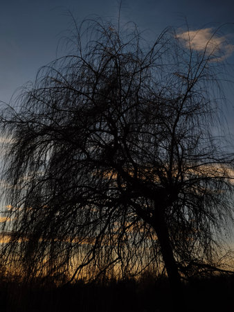 Dark silhouette of weeping willow tree against dramatic sunset sky in Stromovka ceske budejovice, Czech republicの写真素材