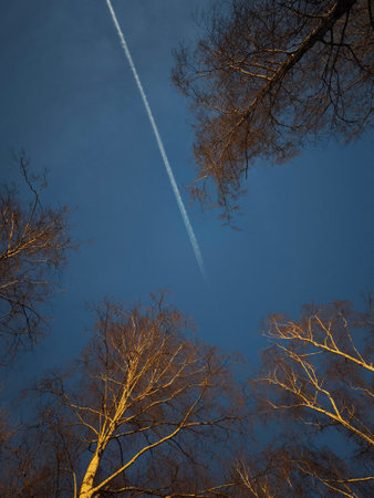 White trail from airplane flying over birch trees with blue sky in Stromovka, czechia