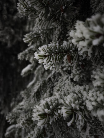 Snow gently covering pine tree branches in winter landscapeの写真素材
