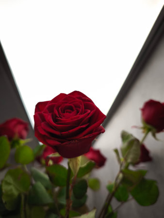 Beautiful red roses standing tall and blooming under a bright light, creating a romantic and elegant atmosphere in Prague, Czechia Valentines day holidaysの写真素材