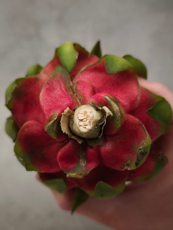 Close up of a hand holding a ripe dragon fruit, showing its vibrant pink skin and green leavesの写真素材