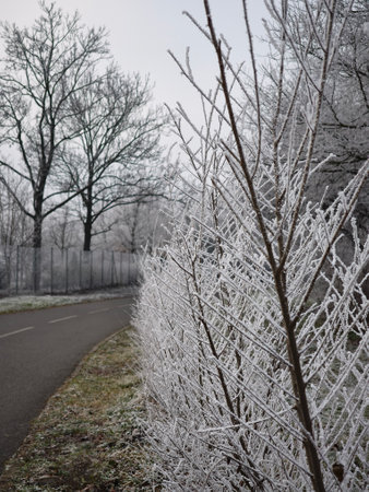Beautiful winter landscape showing frozen bushes covered in hoarfrost alongside a road in Prague 9, Czechia Nature park Smetankaの写真素材
