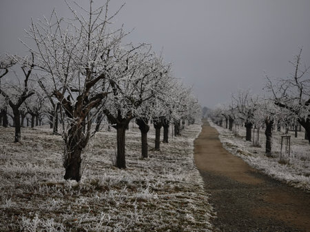 Frosty cherry park trees stand along a path in a prague orchard, showcasing the serene beauty of a December day in Czechiaの写真素材