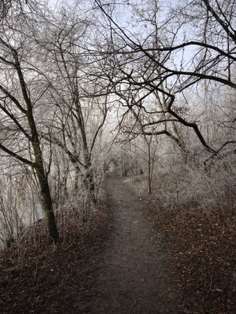 Winding path through frosty trees in prague, czechia, in december Nature park Smetankaの写真素材