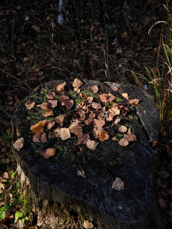 Fallen autumn leaves gather on a mossy tree stump in a serene forest, capturing the essence of november's tranquilityの写真素材