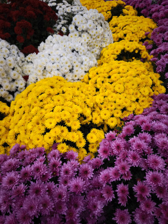 Colorful chrysanthemum flowers creating a vibrant display in chamonix, france during the autumn seasonの写真素材