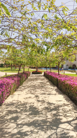 Footpath surrounded by blooming bougainvillea and lush trees creating a serene oasis in marsa alam sataya resortの写真素材