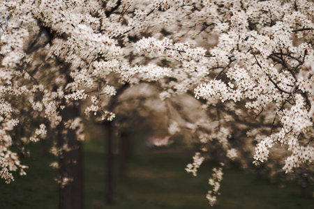 White flowers blooming on branches of trees in Petrin hill, Prague, during springtimeの写真素材