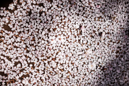 Fallen cherry blossoms form a delicate blanket on the ground in petrin gardens, Prague, celebrating the arrival of spring in Marchの写真素材