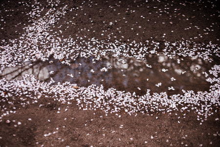 White cherry blossom petals frame a puddle reflecting trees in petrin gardens, Prague in Marchの写真素材