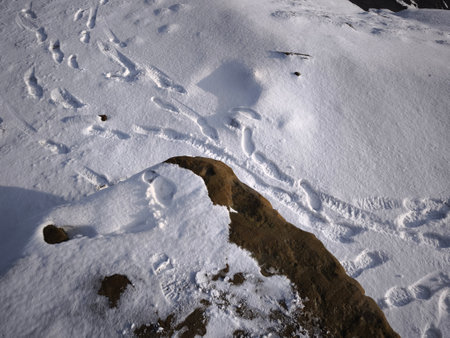 Footprints are crossing a snowy landscape in Prague, Czechia, offering a tranquil winter scene...