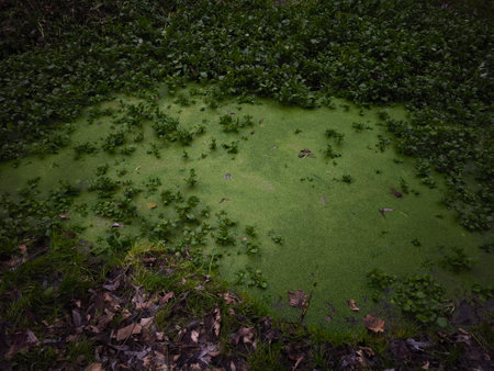Dense green algae spreads across the forest floor, surrounded by lush vegetation and fallen leaves...